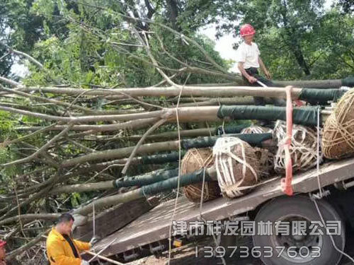 江西15公分欒樹(shù)發(fā)車(chē)