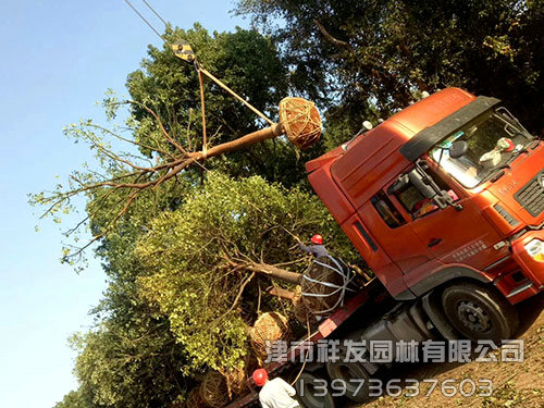 20公分香樟，多桿香樟發(fā)車(chē)-(1)
