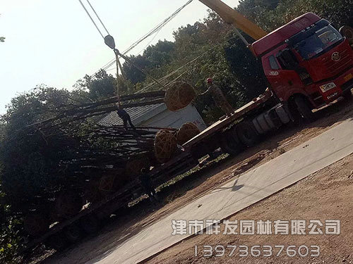 20公分香樟，多桿香樟發(fā)車(chē)-(2)