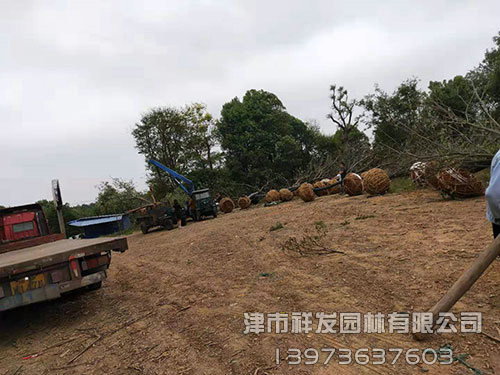 無(wú)患子發(fā)車(chē)-(1)