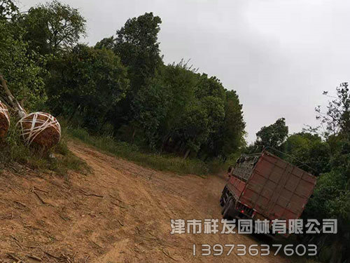 無(wú)患子發(fā)車(chē)-(2)