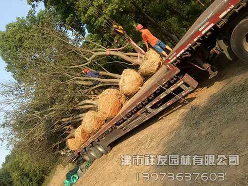 寧波多桿樸樹(shù)發(fā)車(chē)-(2)