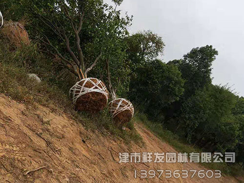 無(wú)患子發(fā)車(chē)-(3)
